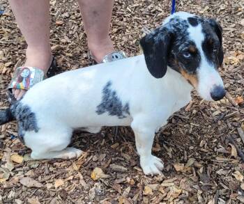 Rescue Dachshund Dogs for Adoption in Chiefland, Florida - Milo | PetCurious