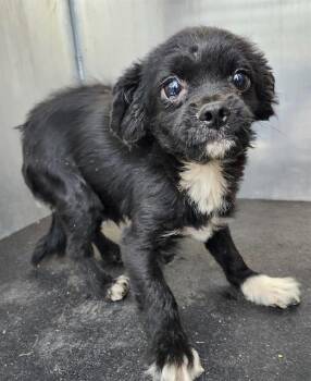 Terrier Dogs Available for Adoption in San Antonio, Texas - WARREM | PetCurious