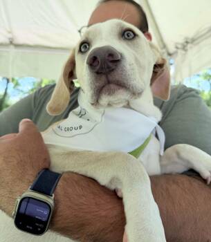 Labrador Retriever and Weimaraner Dogs Available for Adoption in Pflugerville, Texas - Arthur | PetCurious