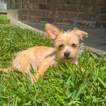 Chuck -  Terrier Dog for Adoption in Warren, Rhode Island - Chuck | PetCurious