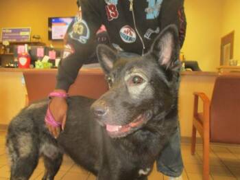 German Shepherd Dog Dogs Available for Adoption in Ocala, Florida - DUKE | PetCurious
