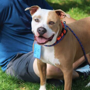 Rescue Pit Bull Terrier and Mixed Breed Dogs for Adoption in Grand Junction, Colorado - Philo | PetCurious