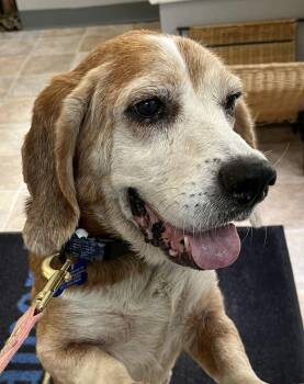 Rescue Beagle Dogs for Adoption in Waldorf, Maryland - Fergus Warren | PetCurious