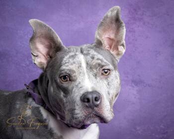 Catahoula Leopard Dog and Pit Bull Terrier Dogs Available for Adoption in Munford, Tennessee - Wendy | PetCurious