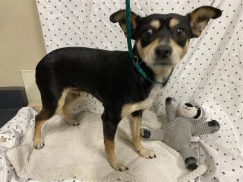 Chihuahua and Mixed Breed Dogs Available for Adoption in Modesto, California - A609868 | PetCurious