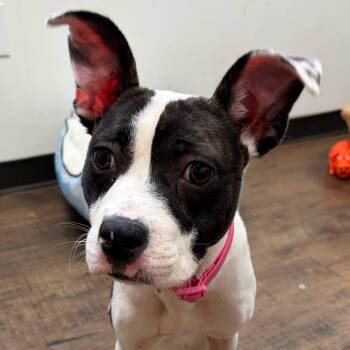 URSULA -  Pit Bull Terrier Dog for Adoption in Bowling Green, Ohio - URSULA | PetCurious