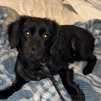 Weasel -  Miniature Dachshund and Chihuahua Dog for Adoption in East St. Louis, Illinois - Weasel | PetCurious