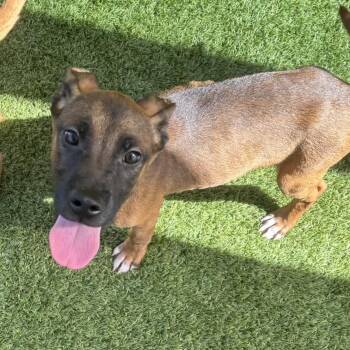Captain 9435 -  Mixed Breed Dog for Adoption in Loxahatchee Groves, Florida - Captain 9435 | PetCurious