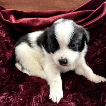 Mixed Breed Dogs Available for Adoption in Helena, Alabama - Moo | PetCurious