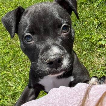 Oakley -  American Bully Dog for Adoption in Ottawa Hills, Ohio - Oakley | PetCurious