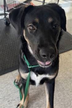 Tinkerbell A220673 -  German Shepherd Dog Dog for Adoption in Plano, Texas - Tinkerbell A220673 | PetCurious