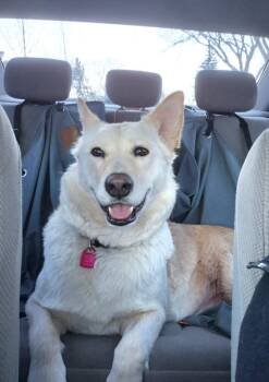 Mixed Breed Dogs Available for Adoption - Tiny | PetCurious