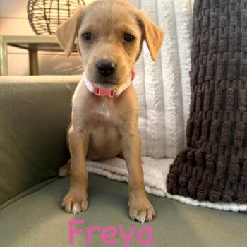 Freya -  Yellow Labrador Retriever Dog for Adoption in Baton Rouge, Louisiana - Freya | PetCurious