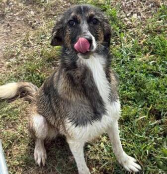 Rainbow -  Mixed Breed Dog for Adoption in Sullivan, Indiana - Rainbow | PetCurious