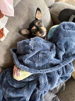 MiMi aka Bex -  Terrier Dog for Adoption in Durango, Colorado - MiMi Aka Bex | PetCurious