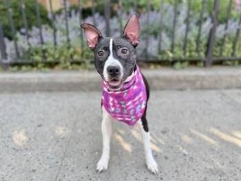 Twinkie -  Mixed Breed Dog for Adoption in New York, New York - Twinkie | PetCurious
