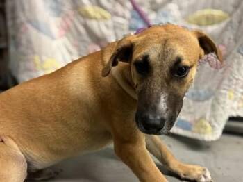 Thyme -  Mastiff and Mixed Breed Dog for Adoption in Gainesville, Florida - Thyme | PetCurious