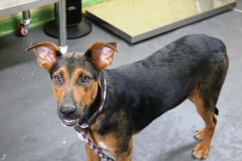Dixie -  Coonhound and German Shepherd Dog Dog for Adoption in Picayune, Mississippi - Dixie | PetCurious