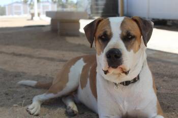 American Bulldog Dogs Available for Adoption in Yucca Valley, California - Billy | PetCurious