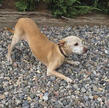 Wonderous Lil Mr Waylon - Charming Chihuahua -  Chihuahua Dog for Adoption in North Valley, New Mexico - Wonderous Lil Mr Waylon - Charming Chihuahua | PetCurious