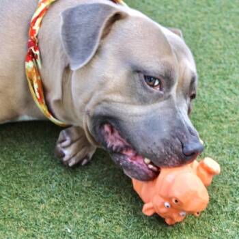 Rescue Pit Bull Terrier Dogs for Adoption in Largo, Florida - Bully | PetCurious