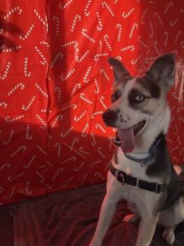 Siberian Husky Dogs Available for Adoption - Cyber | PetCurious