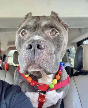 Rescue American Staffordshire Terrier Dogs for Adoption in Wheaton, Illinois - Daryl | PetCurious