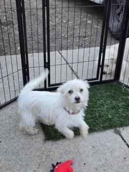 Scottish Terrier and Terrier Dogs Available for Adoption in Bend, Oregon - Hopper | PetCurious