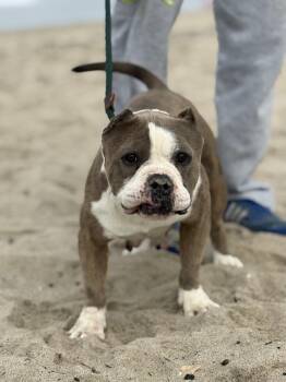 Coco -  Staffordshire Bull Terrier Dog for Adoption in Santa Monica, California - Coco | PetCurious