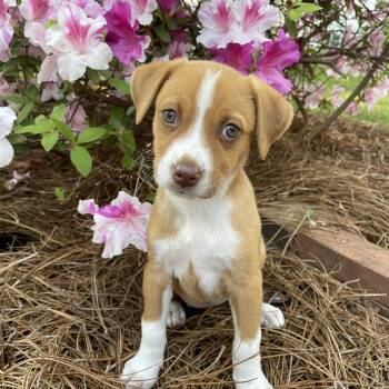 Labrador Retriever Dogs Available for Adoption in Greensboro, North Carolina - Sunshine | PetCurious