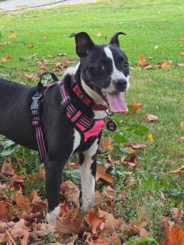 Rescue Boston Terrier Dogs for Adoption in Churchville, New York - Jake | PetCurious