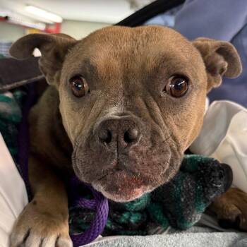 American Bully Dogs Available for Adoption in Los Angeles, California - Junee | PetCurious