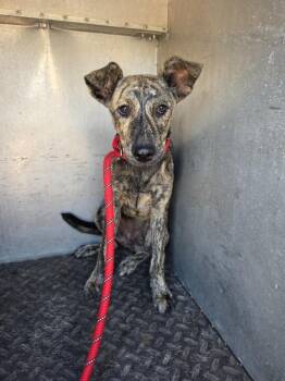 Twin -  Shepherd and Mixed Breed Dog for Adoption in Rockport, Texas - Twin | PetCurious