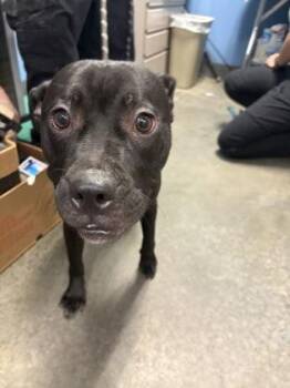 Pit Bull Terrier and Mixed Breed Dogs Available for Adoption in Seneca, South Carolina - Mortimer | PetCurious