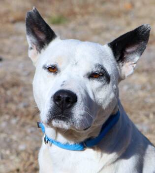 Rescue Bulldog and Mixed Breed Dogs for Adoption in Kansas City, Kansas - Joey (AO35257) | PetCurious