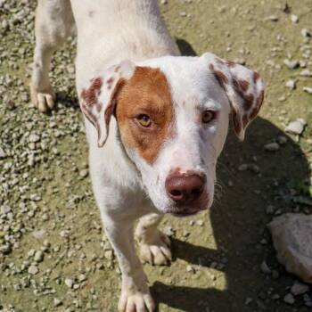 Kosher -  Cattle Dog Dog for Adoption in Hollister, Missouri - Kosher | PetCurious