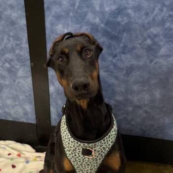 Rescue Doberman Pinscher Dogs for Adoption in Antioch, California - Baylen | PetCurious