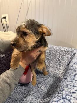 Yorkshire Terrier and Dachshund Dogs Available for Adoption - Buzz Lightyear | PetCurious