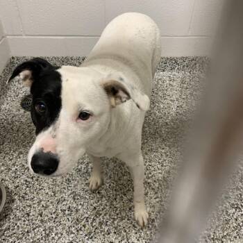 Tilly -  Feist and Mixed Breed Dog for Adoption in Morganton, North Carolina - Tilly | PetCurious