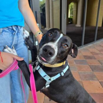Bibi -  Mixed Breed Dog for Adoption - Bibi | PetCurious
