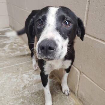 Gregory -  Australian Cattle Dog Blue Heeler Dog for Adoption in Valley, Alabama - Gregory | PetCurious