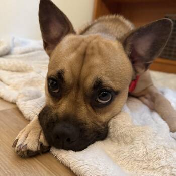 Soprano -  French Bulldog and Pug Dog for Adoption in Richmond, Virginia - Soprano | PetCurious