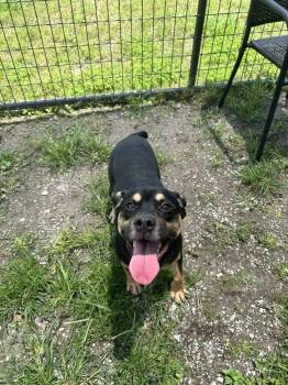 King -  Mixed Breed Dog for Adoption in Scott, Louisiana - King | PetCurious