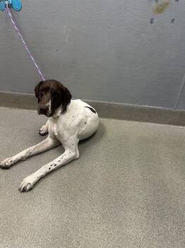 DOZER -  German Shorthaired Pointer Dog for Adoption in Las Vegas, Nevada - DOZER | PetCurious