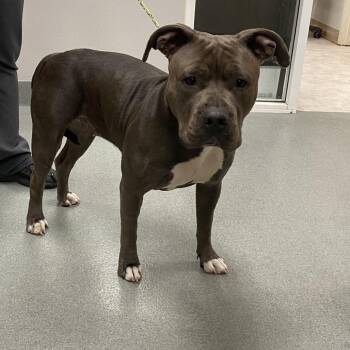 Pit Bull Terrier Dogs Available for Adoption in Westminster, California - Miss D | PetCurious