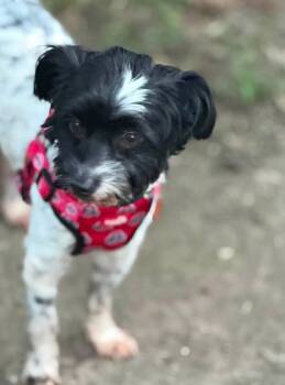 Arlo -  Shih Tzu Dog for Adoption in Ashville, Ohio - Arlo | PetCurious