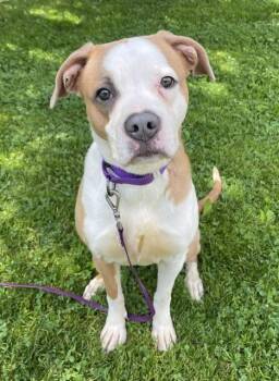 Bambi -  Boxer Dog for Adoption in Honesdale, Pennsylvania - Bambi | PetCurious