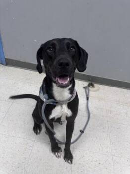 Retriever and Mixed Breed Dogs Available for Adoption - Lucy | PetCurious