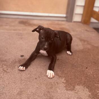 Pit Bull Terrier Dogs Available for Adoption in Fenton, Michigan - Galette | PetCurious