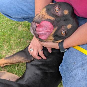 Bell -  Pit Bull Terrier and Mixed Breed Dog for Adoption in Nampa, Idaho - Bell | PetCurious